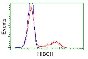 HIBCH Antibody (clone OTI3B10)