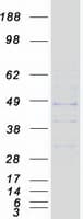 Human MRGPRF Protein (Recombinant Myc-DDK (Flag))