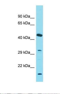 OR4C6 Antibody (aa218-267)