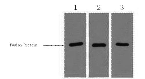 Monoclonal Mouse RFP Tag Antibody (WB)