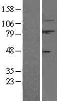 Human CAPN1 / Calpain 1 Protein (Over-Expression Lysate Myc-DDK (Flag))