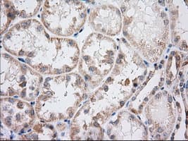 IFT57 / HIPPI Antibody (clone OTI5B6)