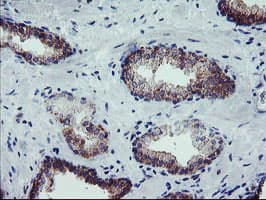 CRYZL1 Antibody (clone OTI2C3)