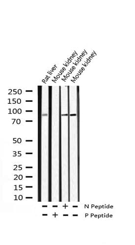 AHR Antibody (phospho-Ser36)
