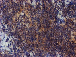 ZNF365 Antibody (clone OTI1B7)