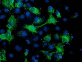 MGRN1 Antibody (clone OTI2A7)
