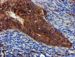 EPN2 Antibody (clone OTI1B4, Carrier-free)