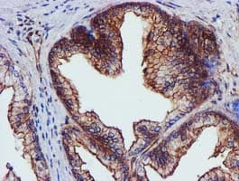 EPN2 Antibody (clone OTI1C5, Carrier-free)