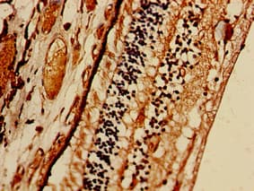 Polyclonal Rabbit anti-Human PRSS56 Antibody (IHC, WB)