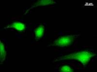 Monoclonal Mouse anti-Human HUFI-2 / LRRFIP2 Antibody (clone 377C3a, IF, WB)