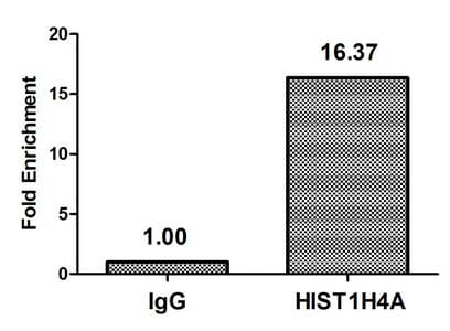HIST1H4I Antibody