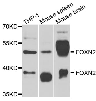 FOXN2 Antibody