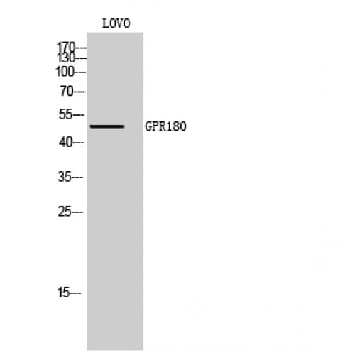 GPR180 Antibody (210-290 aa, Internal)