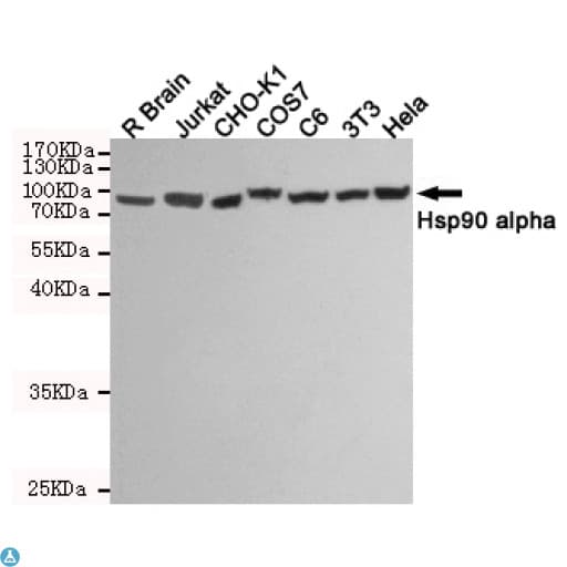 HSP90AA / HSP90 Alpha Antibody