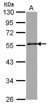 GORASP2 / GRASP55 Antibody