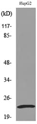 SNAP23 / SNAP-23 Antibody