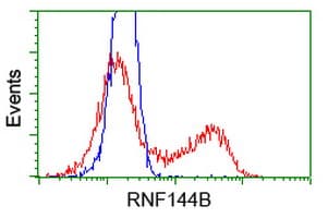 Monoclonal Mouse anti-Human RNF144B Antibody (clone OTI7H2, IF)