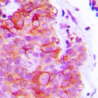 ADRA2C Antibody (C-Terminus)