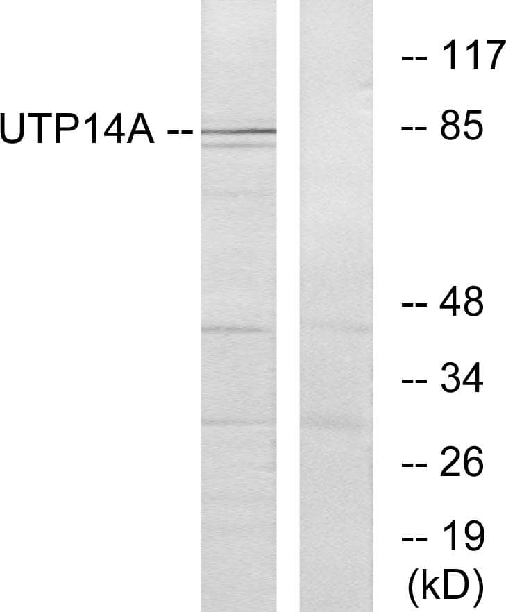 UTP14A Antibody