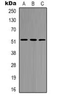 HNF4 Alpha+Gamma Antibody (Internal)