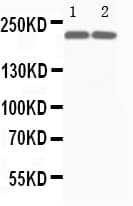 MYH7 Antibody (clone IML-64)