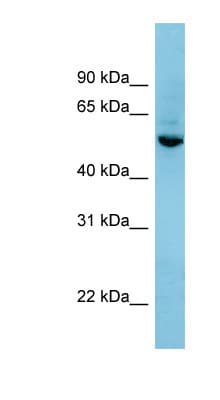 SHB Antibody (N-Terminus)