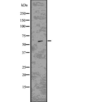 CD80 Antibody