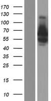BSDC1 Protein (Over-Expression Lysate Myc-DDK (Flag))
