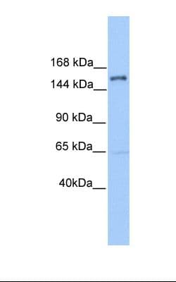 PLEKHH2 Antibody (aa1043-1092)