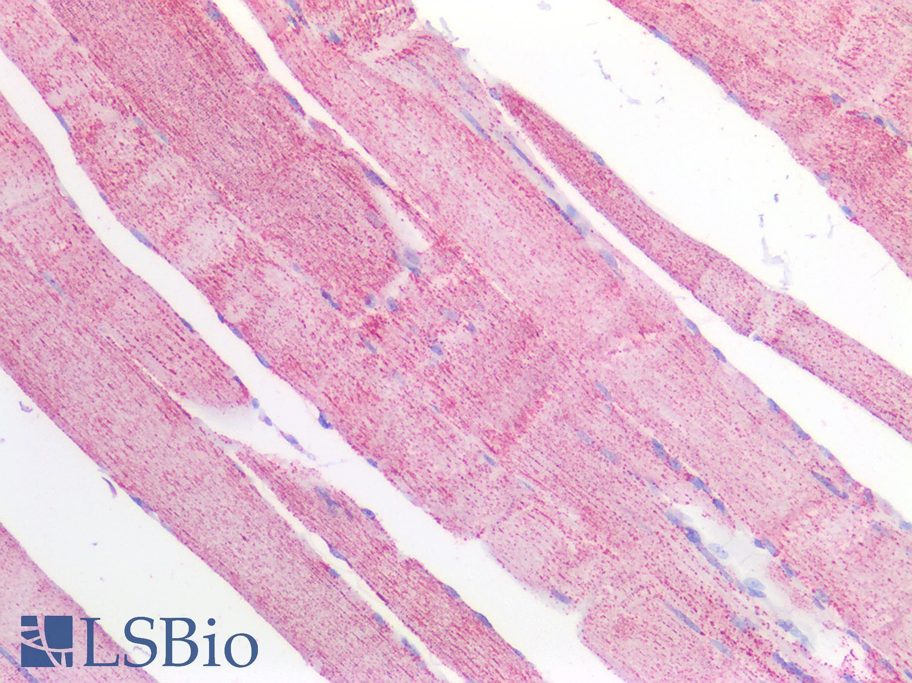 IHC-plus™ MDH / MDH2 Antibody (aa221-232)