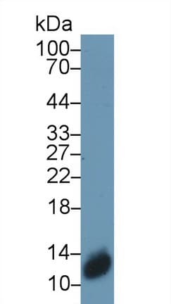 S100A3 / S100E Antibody (aa1-101)