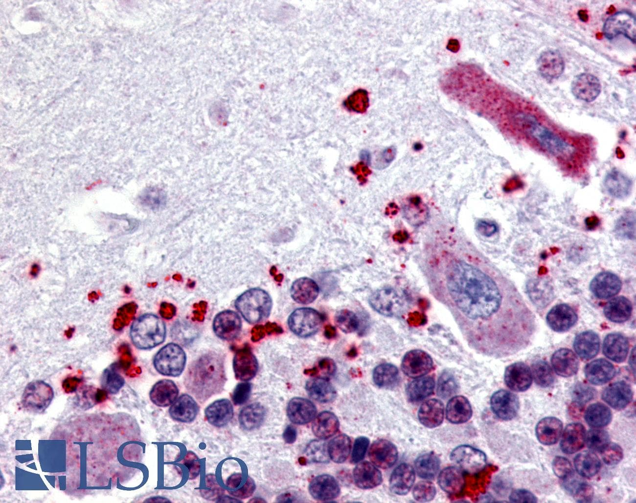 IHC-plus™ Polyclonal Rabbit anti-Human NPBWR1 / GPR7 Antibody (Cytoplasmic Domain)