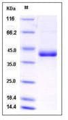Mouse cd59a Protein (Recombinant Human IgG Fc, C-terminus)
