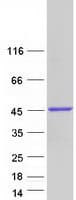 Human RFC4 Protein (Recombinant Myc-DDK (Flag))