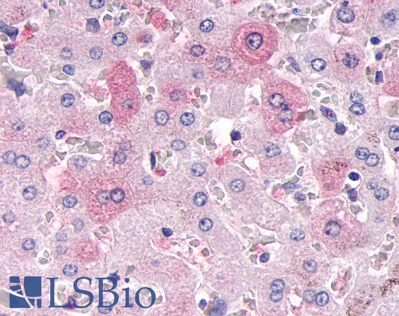 PathPlus™ Polyclonal Rabbit anti-Human DUSP26 / MKP8 Antibody (Internal, IHC)