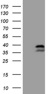 POU2AF1 / BOB1 Antibody (clone OTI2D3, Carrier-free)