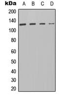 PTPRA / RPTP-Alpha Antibody (C-Terminus)