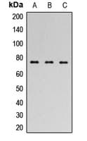 FOXP1 Antibody (C-Terminus)