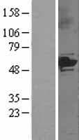 CYP3A5 Protein (Over-Expression Lysate Myc-DDK (Flag))
