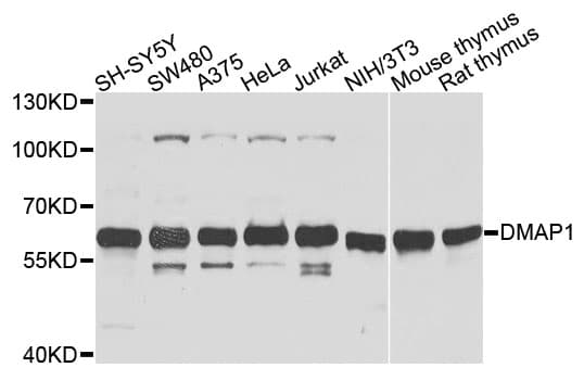 DMAP1 Antibody (AP)