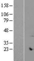 ARMCX6 Protein (Over-Expression Lysate Myc-DDK (Flag))
