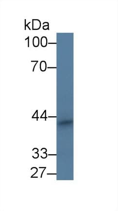 PPHLN1 Antibody (aa1-381, PE)