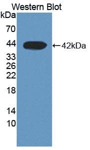 DHODH Antibody (aa35-392, HRP)
