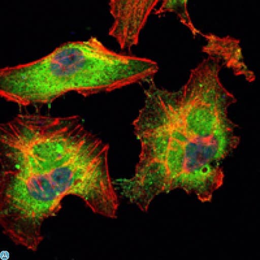 BLK Antibody