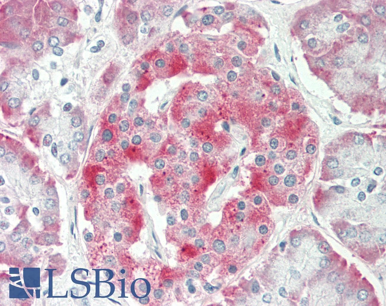 SCG3 / Secretogranin 3 Antibody (C-Terminus)