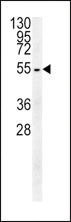 TUBB3 / Tubulin Beta 3 Antibody (aa36-63)