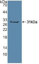 SP100 Antibody (aa610-802, Cy3)
