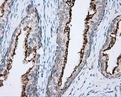 NME4 Antibody (clone OTI1E3)