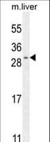 SHISA3 Antibody (aa158-186)