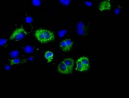 CISD1 Antibody (clone OTI2B3)